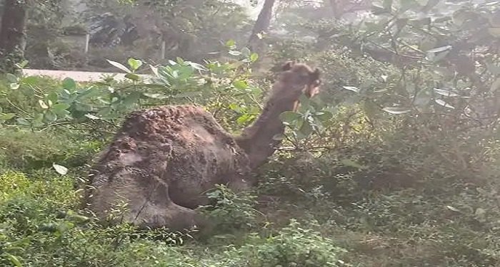 कोरबा सतनाम नगर में बीमार ऊंट की मौत, मालिक फरार; स्वास्थ्य सोसाइटी ने किया अंतिम संस्कार