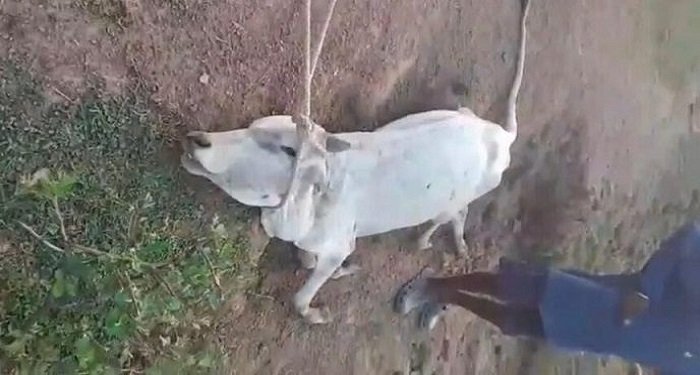 मानवता शर्मसार: नदी किनारे बाड़े में कैद 200+ गाय-भैंस, कई घायल, कई की मौत