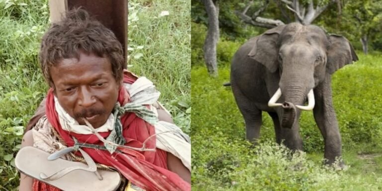 कोरबा : मानसिक रूप से अस्वस्थ व्यक्ति की दंतैल ने ली जान, जंगल में मिला शव