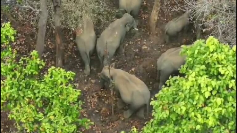 कोरबा और कटघोरा में हाथियों का उत्पात: 54 हाथी एतमानगर और केंदई रेंज में मचा रहे हैं तबाही