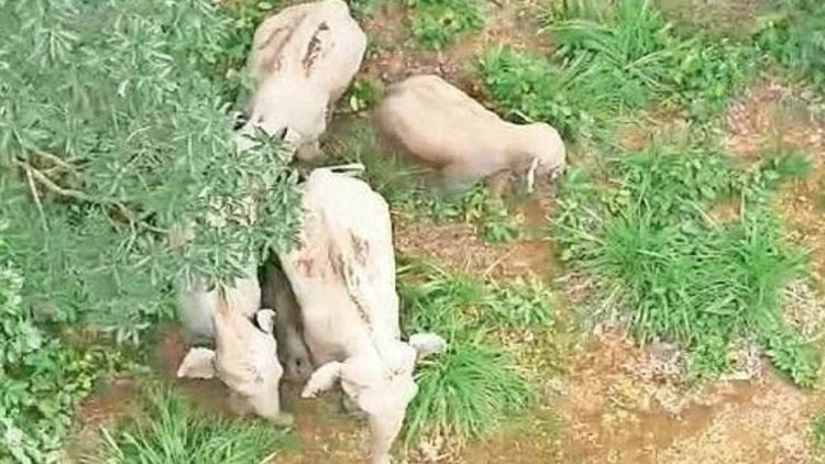 कोरबा में हाथियों का आतंक, रातोंरात उजड़ी फसलें, ग्रामीणों में बढ़ी दहशत