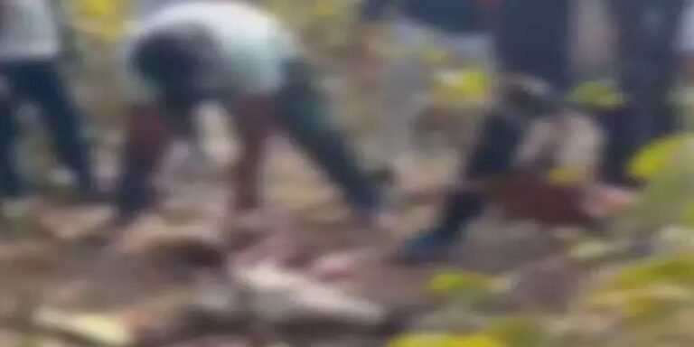 भाटापारा में गौवंश हत्या का सनसनीखेज मामला: जंगलों में मिले 5-6 मवेशियों के कटे अंग और उतरी खाल