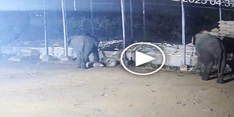 रायगढ़ में हाथियों का आतंक: बंगुरसिया धान केंद्र से 15 बोरी धान खाया, कई बोरियां बर्बाद