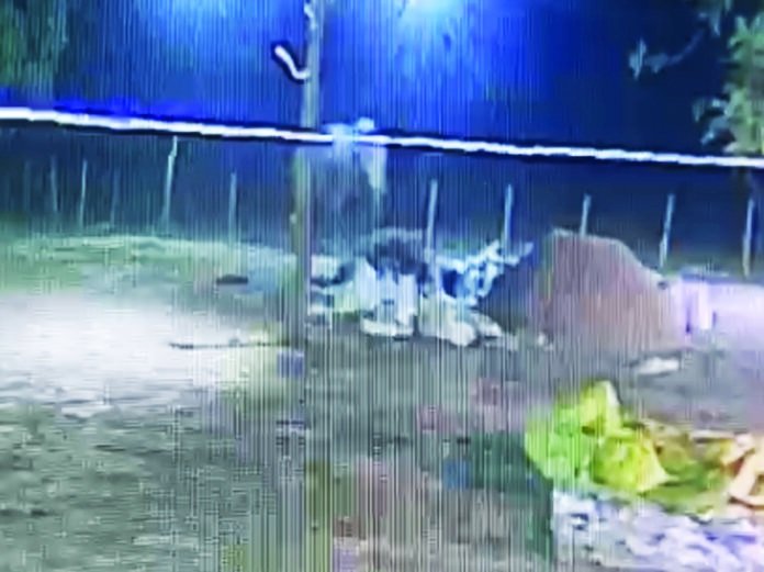 धान के स्टॉक के पास हाथी का विचरण, सुरक्षा के इंतजामों में बढ़ी चुनौतियां