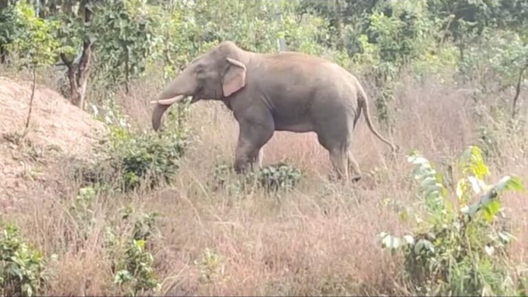 कोरबा – करतला रेंज में फिर पहुंचा दंतैल हाथी, ग्रामीण इलाकों में दहशत का माहौल