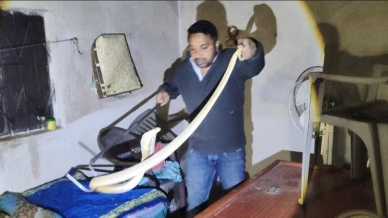 कोरबा में घर के भीतर घुसा 5 फीट लंबा भारतीय नाग, रात में मचा हड़कंप