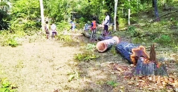 समझाईश के बाद जटगा रेंज में कूप कटाई का कार्य पुनः शुरू, डीएफओ ने दी स्थिति की जानकारी