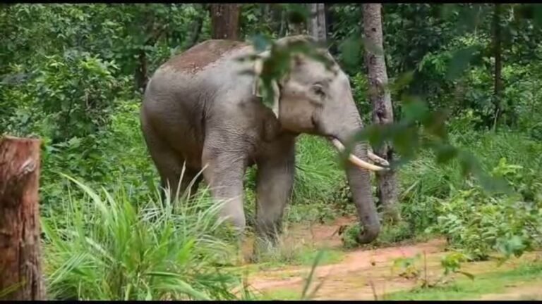 कोरबा में दंतैल हाथी की दस्तक से हड़कंप, कुदमुरा वन परिक्षेत्र के गांवों में अलर्ट जारी