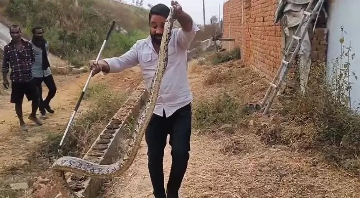 15 फीट ऊंचे छप्पर में छिपा था अजगर, घंटों की मशक्कत के बाद किया गया सुरक्षित रेस्क्यू