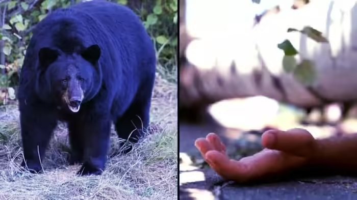 KORBA – कटघोरा वनमंडल में दर्दनाक हादसा, भालू के हमले से 26 वर्षीय युवक की गई जान