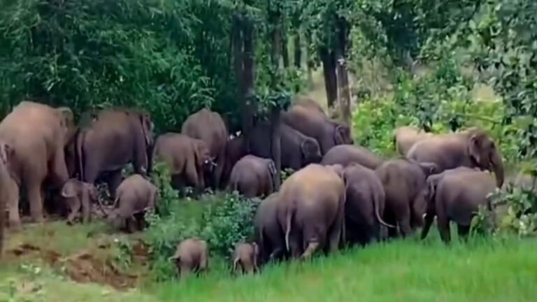कोरबा में हाथियों का आतंक: कटघोरा में 49 और पसरखेत में 9 हाथियों का डेरा, ग्रामीणों में दहशत