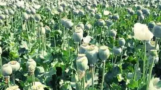 छत्तीसगढ़ में नशे के कारोबार पर बड़ा खुलासा: 17 दिन में पांचवीं बार अफीम की खेती बरामद, पुलिस जांच तेज