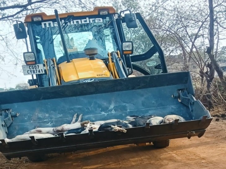 छत्तीसगढ़ में ASF का आतंक: अफ्रीकन स्वाइन फीवर से 300 से अधिक सूअरों की मौत, इलाके में दहशत