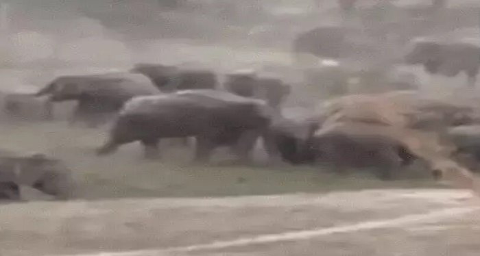 रायगढ़ में हाथियों का कहर, 123 हाथियों की मौजूदगी से ग्रामीणों में दहशत