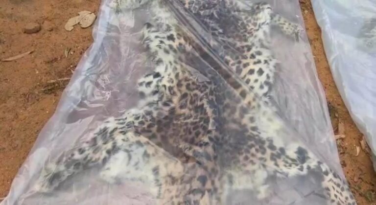 CG – तेंदुए की खाल के साथ 9 आरोपी गिरफ्तार, वन्यजीव तस्करी गिरोह का पर्दाफाश