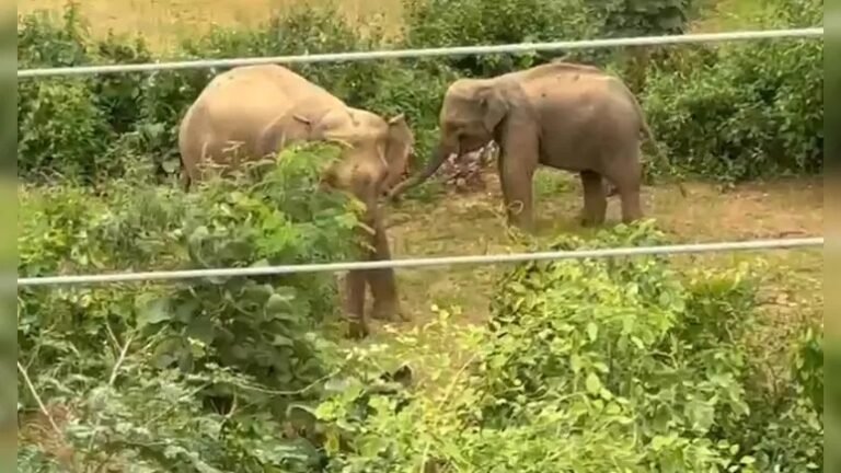 छत्तीसगढ़ में हाथियों का आतंक चरम पर, तीन दिनों से गांवों में घूम रहे झुंड ने किशोरी को कुचलकर मार डाला
