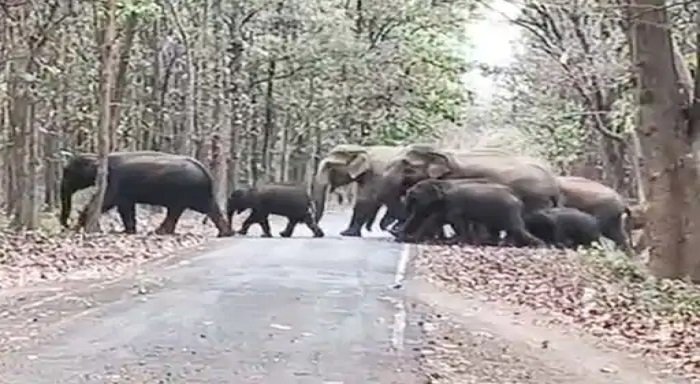 34 हाथियों का विशाल झुंड सड़क पार करता दिखा, छोटे शावकों की सुरक्षा में सतर्क रहा दल