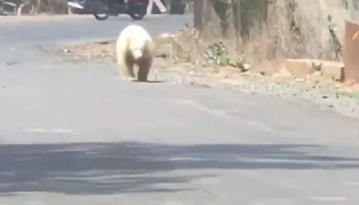 पेंड्रा में दिखा सफेद भालू, इलाके में दहशत का माहौल, वन विभाग ने जारी किया अलर्ट