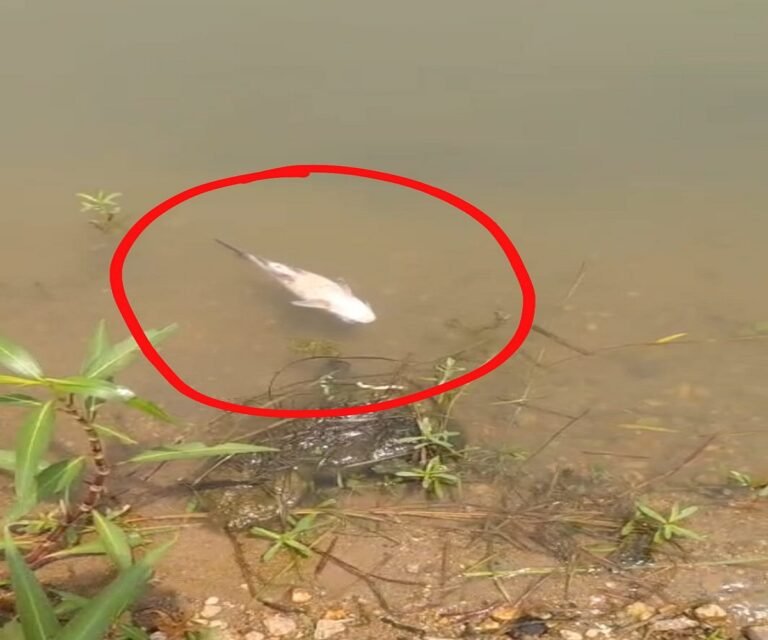कुसमुंडा अहिरन नदी में सैकड़ों मछलियों की हुई मौत