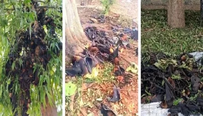 कोरबा में भीषण गर्मी का कहर: हीट स्ट्रोक से बड़ी संख्या में चमगादड़ों की मौत, पेड़ों से नीचे गिरते दिखे शव