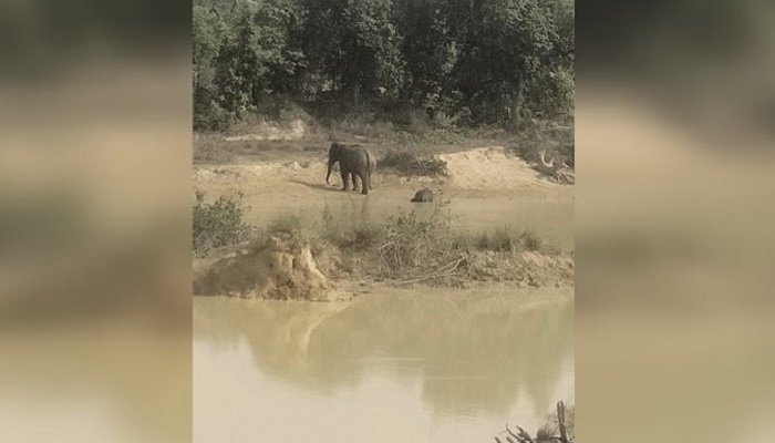 रायगढ़ में हाथी शावक की मौत से हड़कंप, 5 महीने में 8 हाथियों की मौत से चिंता बढ़ी; वन विभाग ने शुरू की जांच