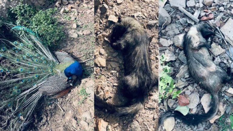 जंगल के तालाब में मौत का जहर? मोर समेत कई वन्यजीवों की रहस्यमयी मौत से मचा हड़कंप