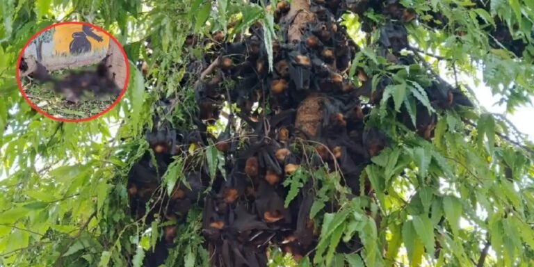 कोरबा के पाली में चमगादड़ों की मौत का खुलासा, प्रशासन ने बताया – वायरस नहीं, भीषण गर्मी बनी वजह