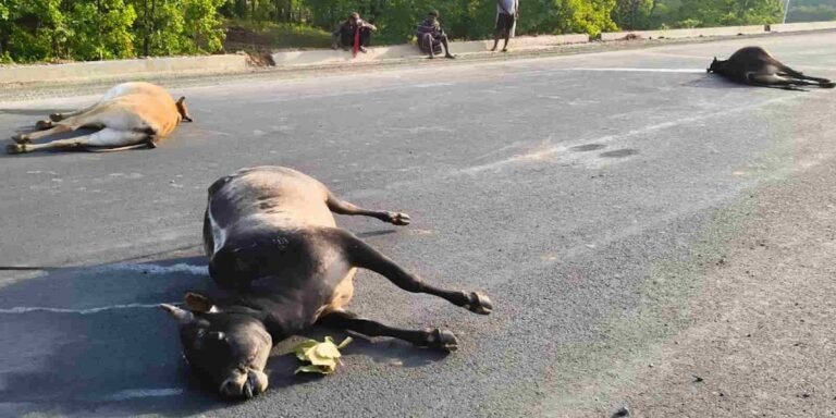 भारतमाला सड़क हादसा: तेज रफ्तार वाहन ने मचाया कहर, 7 बैलों को रौंदा, 5 की दर्दनाक मौत