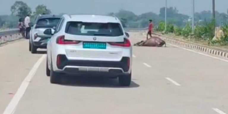 कोरबा में हाईवे पर खौफनाक खेल! सड़क पर मृत मवेशी रखकर राहगीरों को बना रहे निशाना, वीडियो वायरल