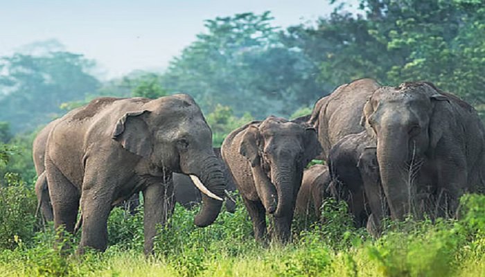 कोरबा में 13 हाथियों का दल चचिया परिसर से पहुंचा जिल्गा जंगल, वन विभाग अलर्ट पर