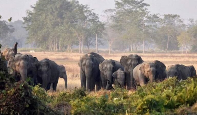 कोरबा : कुदमुरा रेंज से निकला हाथियों का झुंड, रात में मांड नदी पार कर पहुंचा धरमजयगढ़ के जंगल