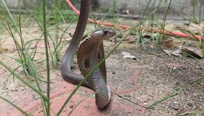 कोरबा जिला पंचायत कार्यालय में निकला जहरीला कोबरा, दफ्तर में मची अफरा-तफरी