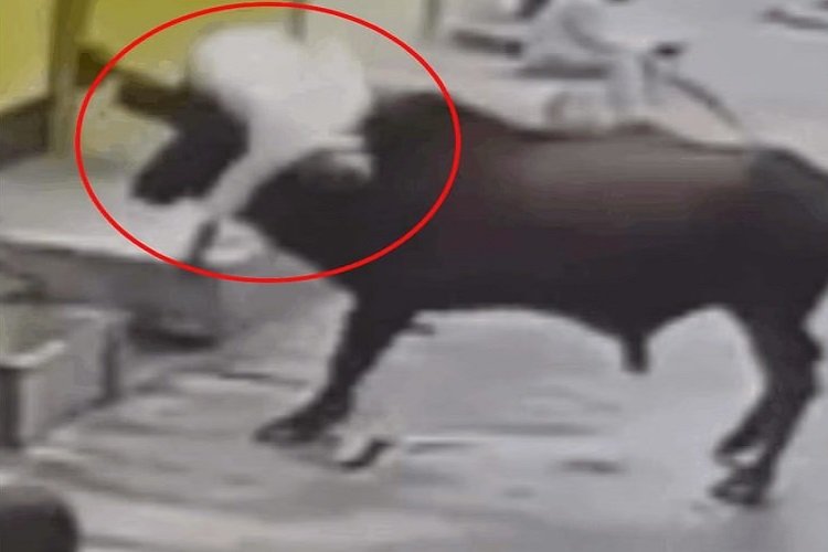 कोरबा में बेकाबू सांड का तांडव, बुजुर्ग को सींग से उठाकर पटका; 6 लोग घायल