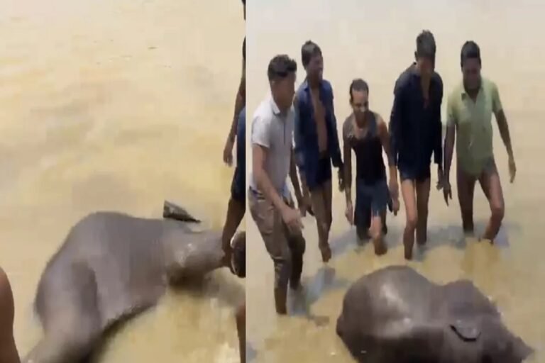 CG – नदी में नहाते वक्त हादसा! 50 हाथियों के दल के बीच बेबी एलिफेंट की डूबकर मौत