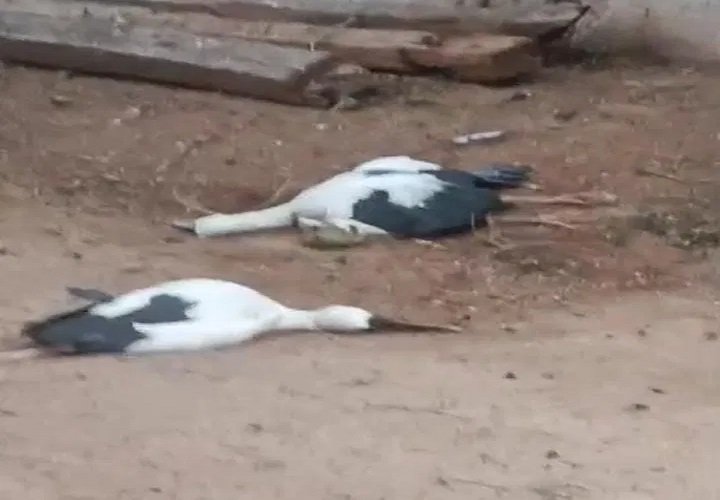 कोरबा में आसमान से आफत! पेड़ पर गिरी आकाशीय बिजली, 6 साइबेरियन पक्षियों की दर्दनाक मौत