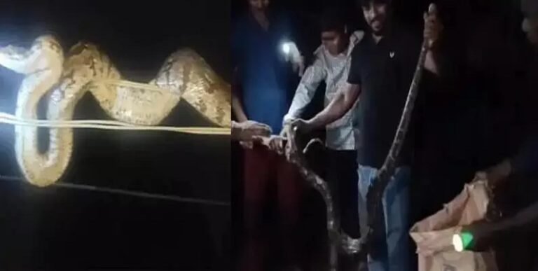 कोरबा में रथ यात्रा मेले के बीच बिजली के तार पर दिखा 8 फीट का अजगर, मची अफरा-तफरी