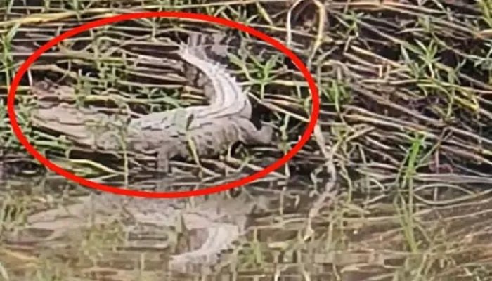 कोरबा में मगरमच्छ की वायरल फोटो से फैली सनसनी! वन विभाग ने चलाया सर्च ऑपरेशन, नहीं मिला कोई सबूत