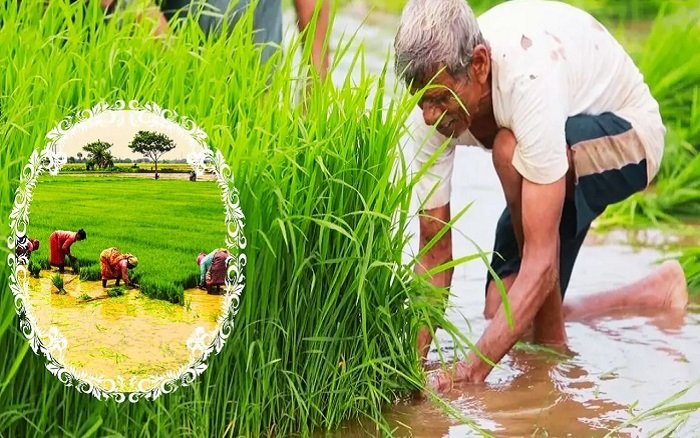 PM Fasal Bima Yojana 2026: फसल बीमा कराने की आखिरी तारीख 31 जुलाई, किसानों से जल्द आवेदन करने की अपील