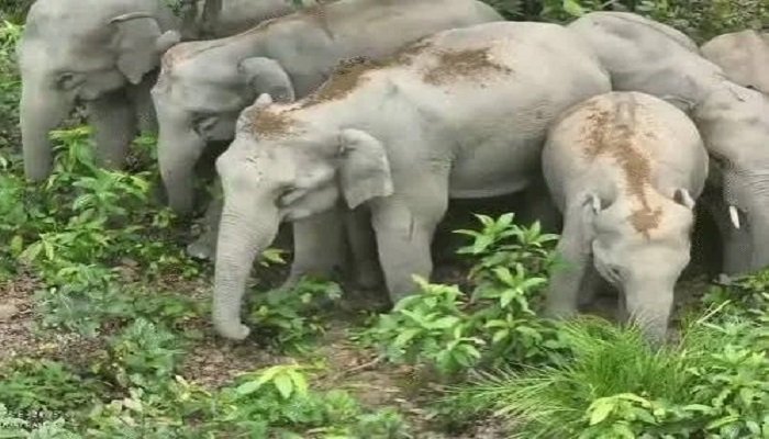 कोरबा में हाथियों का आतंक: दंतैल ने बैगामार में धान की फसल रौंदी, करतला-पसरखेत में 32 हाथियों की लगातार मौजूदगी
