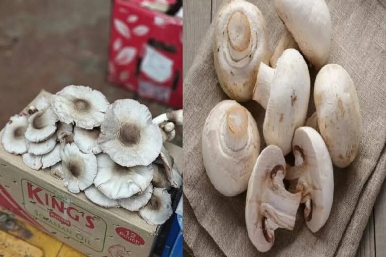 छत्तीसगढ़ में फूड पॉइजनिंग का बड़ा मामला: देशी मशरूम खाने से परिवार के 8 सदस्य समेत पड़ोसी की बिगड़ी तबीयत