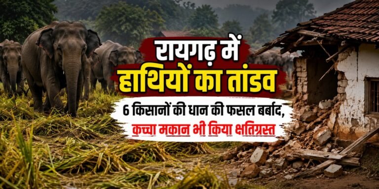 रायगढ़ में हाथियों का तांडव: 6 किसानों की धान की फसल बर्बाद, कच्चा मकान भी किया क्षतिग्रस्त