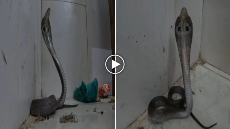 डॉक्टर की टेबल के नीचे ‘कोबरा’: कोरबा मेडिकल अस्पताल की OPD में मचा हड़कंप, रेस्क्यू टीम ने पाया काबू