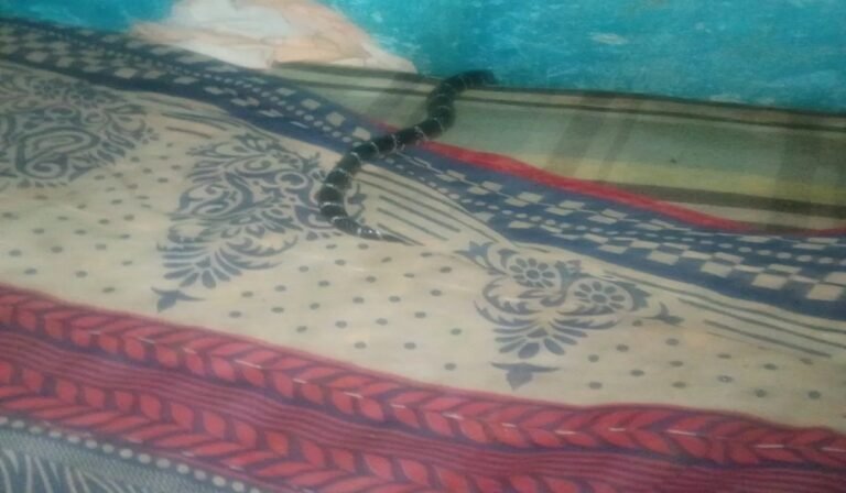 कटघोरा में करैत सांप ने ली मासूम की जान, इलाज के दौरान 6 साल की बच्ची की मौत
