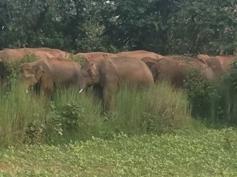 Korba News: कुदमुरा रेंज में पहुंचा दंतैल हाथी, किसान की धान की फसल रौंदकर की बर्बाद