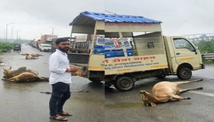 कोरबा के दर्री में 17 गौवंश हादसे का शिकार, आक्रोशित गौसेवकों ने किया चक्काजाम