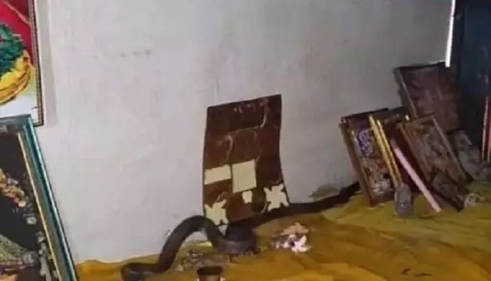 कोरबा : घर में घुसा नाग… पहले पालतू तोते को डसा, फिर पूजा कक्ष में फन फैलाकर बैठा