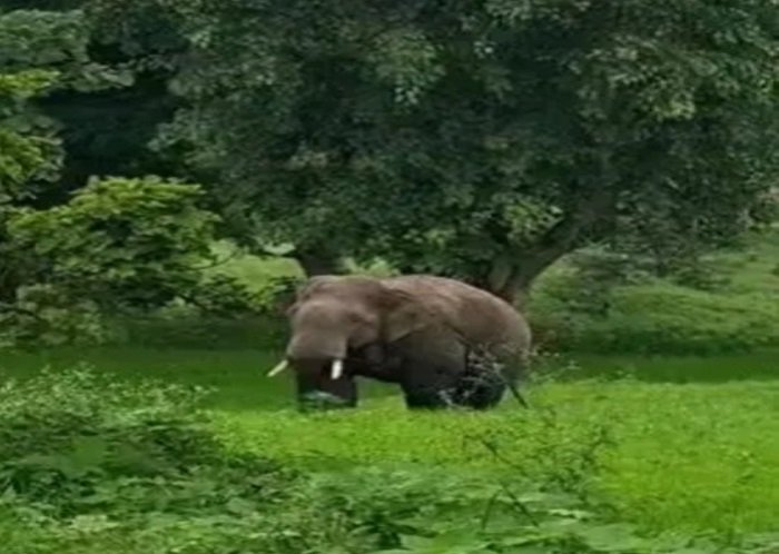 KORBA: जल्के-तनेरा क्षेत्र में 20 हाथियों का दल, झुंड से अलग दंतैल हाथी ग्रामीण इलाके में घुसा