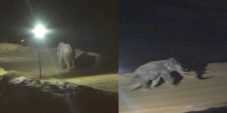 कोयला खदान में घुसा दंतैल हाथी, कर्मचारियों में मचा हड़कंप; 2 घंटे की मशक्कत के बाद जंगल की ओर रवाना