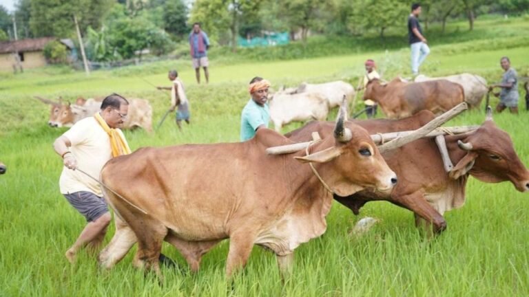 माटी से जुड़ाव: सीएम विष्णुदेव साय ने बगिया में की बियासी, कहा- कृषि ही हमारी संस्कृति का आधार