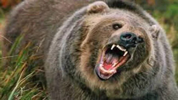 मादा भालू का कहर: दो ग्रामीणों की मौत, एक गंभीर घायल… गांव में फैली दहशत